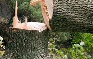 बाबो…..सांगोला तालुक्यात पुन्हा एकदा राजरोसपणे वृक्षतोड ; वनविभागातील तो रक्षकच बनत आहे भक्षक