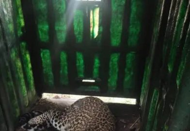 मोठ्या मांजरांचे पिंपरखेडला परतणे शिरूर ग्रामस्थांमध्ये भीतीचे वातावरण आहे