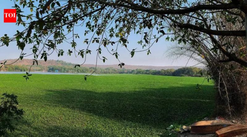 आमदारांनी उचलला जलकुंभाचा प्रश्न; सामूहिक प्रयत्नांसाठी जोर द्या