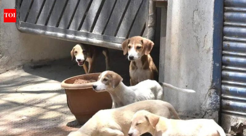 चाकण परिषदेने कुत्र्यांची नसबंदी मोहीम सुरू केली, निवारा संख्या दुप्पट