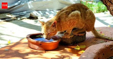 पुण्यात तापमान ४० अंश सेल्सिअसच्या पुढे, IMD ने आज पावसाचा अंदाज वर्तवला आहे