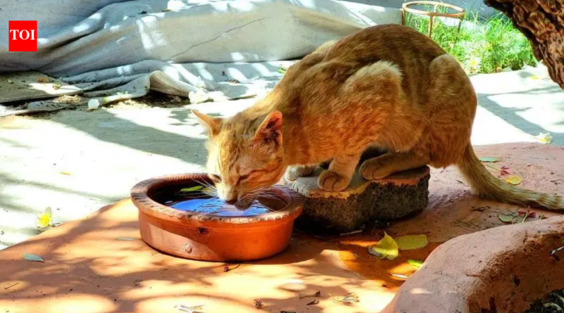 पुण्यात तापमान ४० अंश सेल्सिअसच्या पुढे, IMD ने आज पावसाचा अंदाज वर्तवला आहे