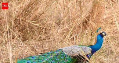 एनआयबीएम-उंद्रीचे हिरवे ठिपके उष्णता, टंचाईमध्ये कोरडे पडले आहेत