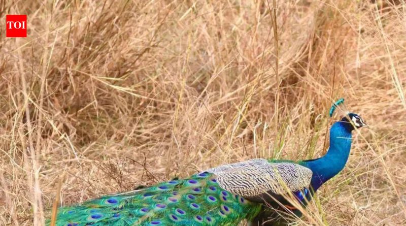 एनआयबीएम-उंद्रीचे हिरवे ठिपके उष्णता, टंचाईमध्ये कोरडे पडले आहेत