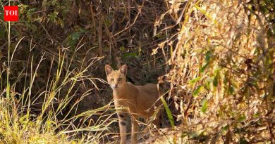 वेताळ टेकडीवरील जंगलातील मांजर, शहरातील डोंगरांच्या पर्यावरणीय मूल्यावर भर