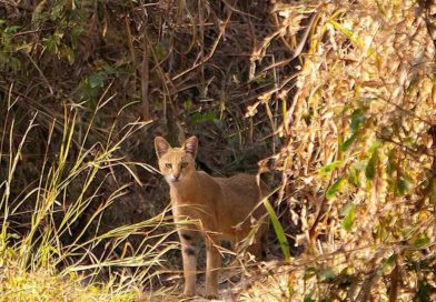 वेताळ टेकडीवरील जंगलातील मांजर, शहरातील डोंगरांच्या पर्यावरणीय मूल्यावर भर