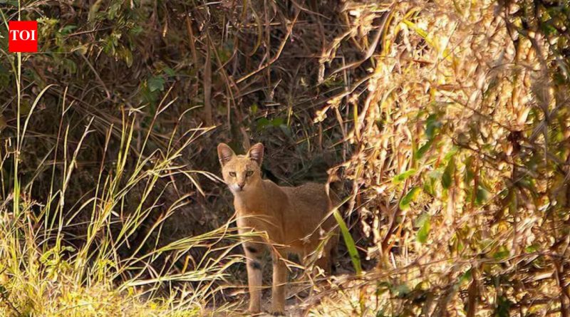 वेताळ टेकडीवरील जंगलातील मांजर, शहरातील डोंगरांच्या पर्यावरणीय मूल्यावर भर
