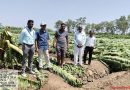 गारपीट, वाऱ्यामुळे पुणे जिल्ह्यातील १०० हेक्टरवरील फळबागा भुईसपाट पुणे बातम्या