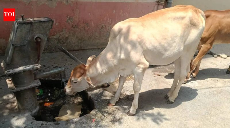 गुठळ्या त्वचेच्या आजाराचा सामना करण्यासाठी महाराष्ट्रात शेळीपॉक्स लस उत्पादनास सुरुवात झाली