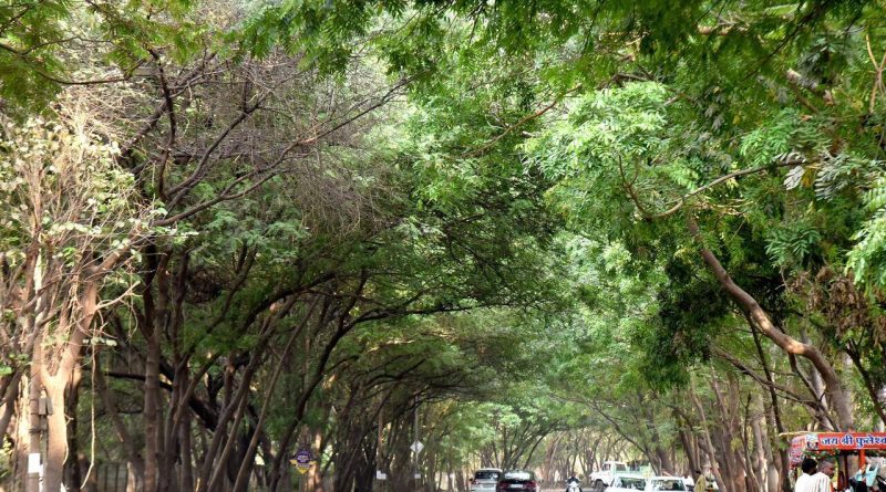 हवामान बदल असूनही भारत हिरवागार होण्याची शक्यता: IITM अभ्यास | पुणे बातम्या