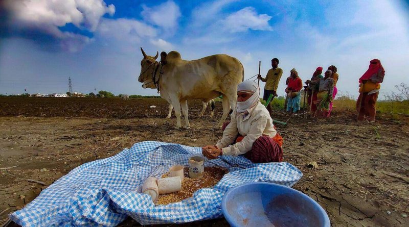 बियाणे कंपन्यांविरुद्ध पंधरवड्यात ५६ एफआयआर: सोयाबीनचे संकट अधिक गडद होत असताना, नवीन कायदा