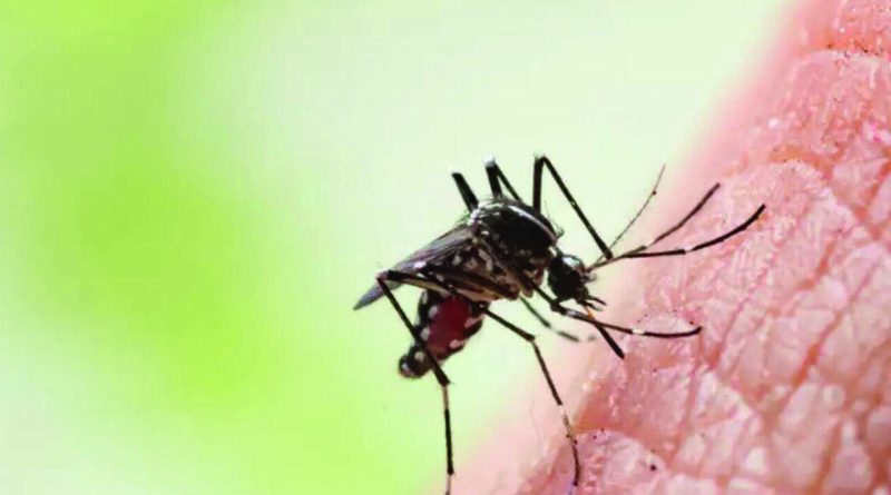 पीएमसी भागात डेंग्यूची वाढ; जुलैच्या पहिल्या तीन आठवड्यात 540 संशयित प्रकरणे | पुणे बातम्या
